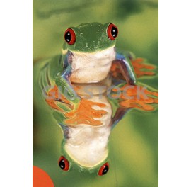 Reptiles 144